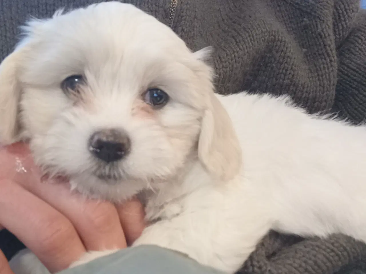 Billede 6 - Coton de Tulear x Malteser. Allergivenlig. Bomulds