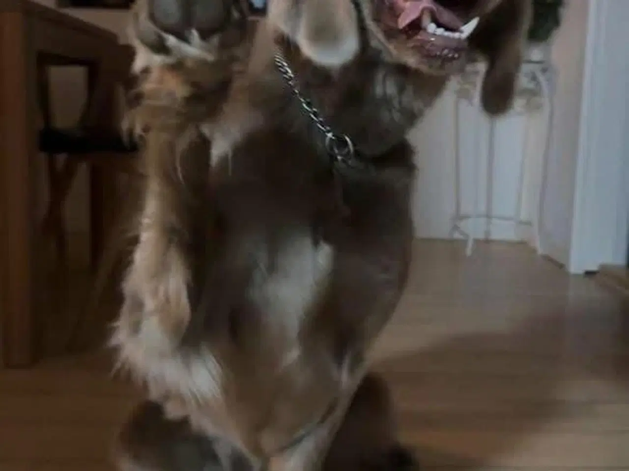 Billede 2 - Langhåret Weimaraner hvalpe