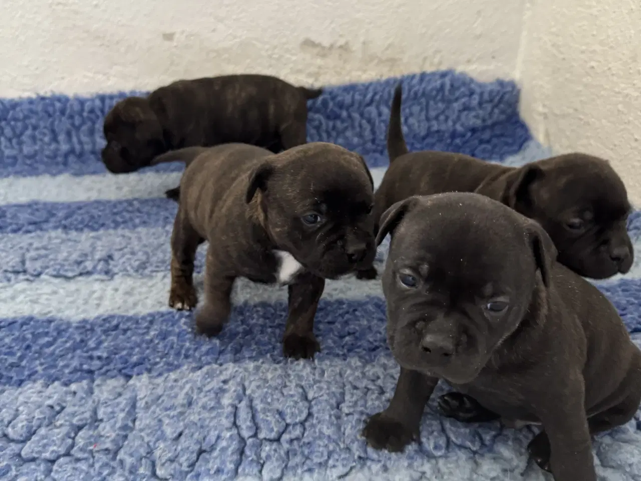 Billede 6 - Flotte Staffer