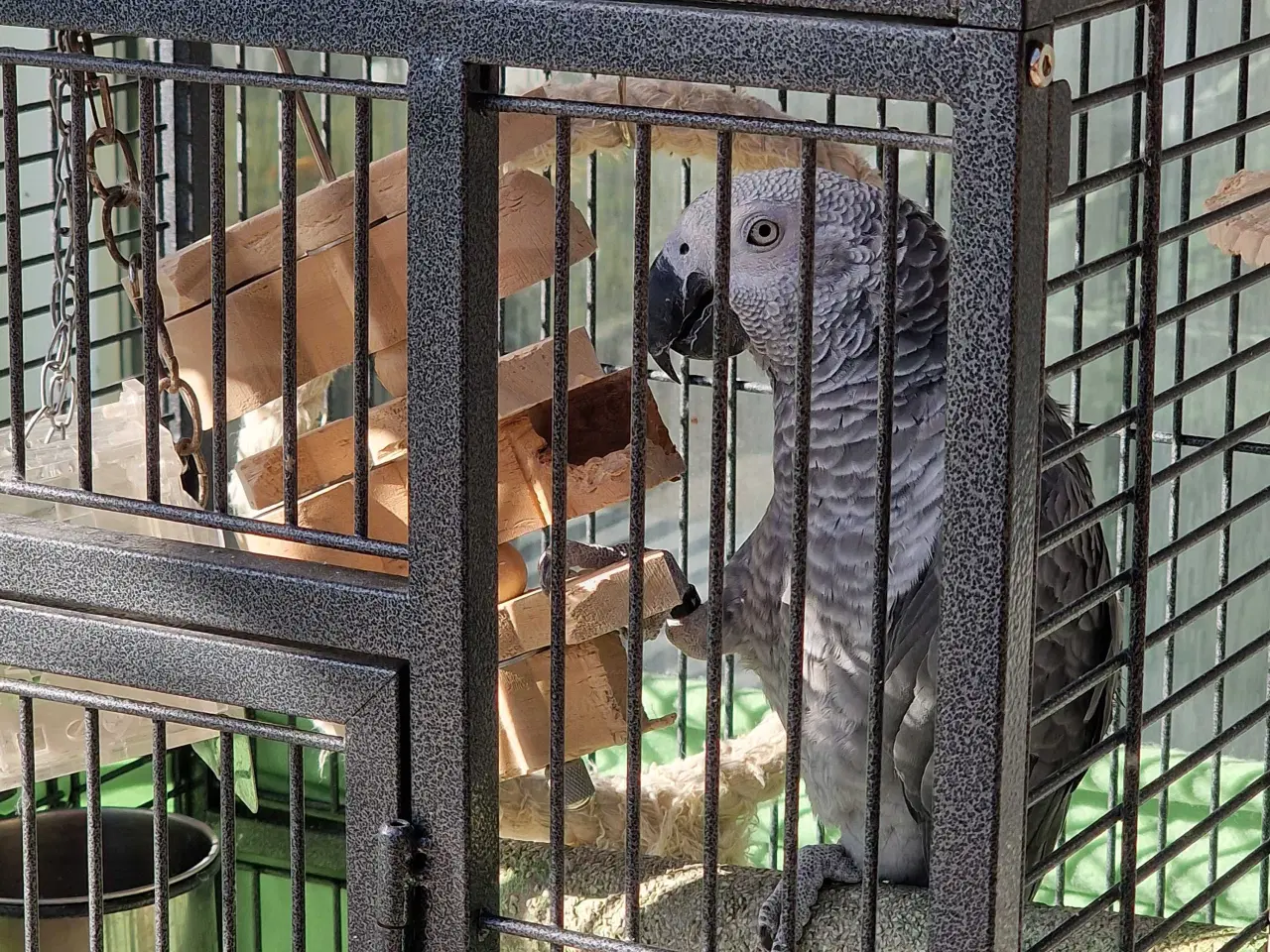 Billede 5 - Grå jaco 1 år med papir 