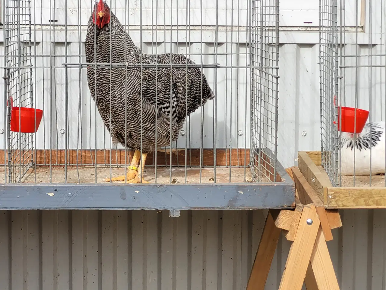 Billede 1 - HØNS