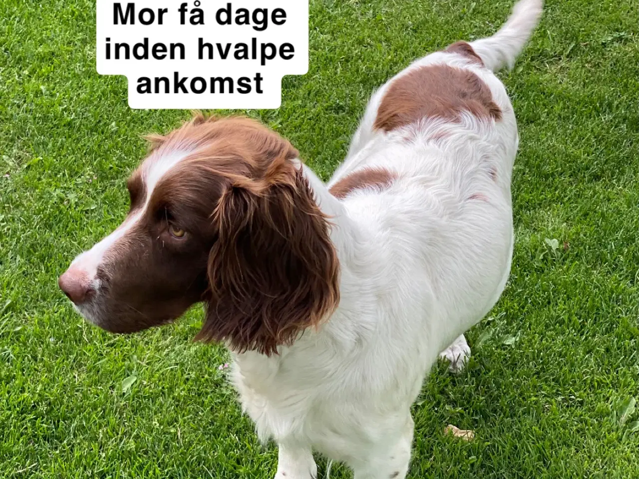Billede 15 - FT Springer Spaniel hvalpe - klar til flyt 6 sep.