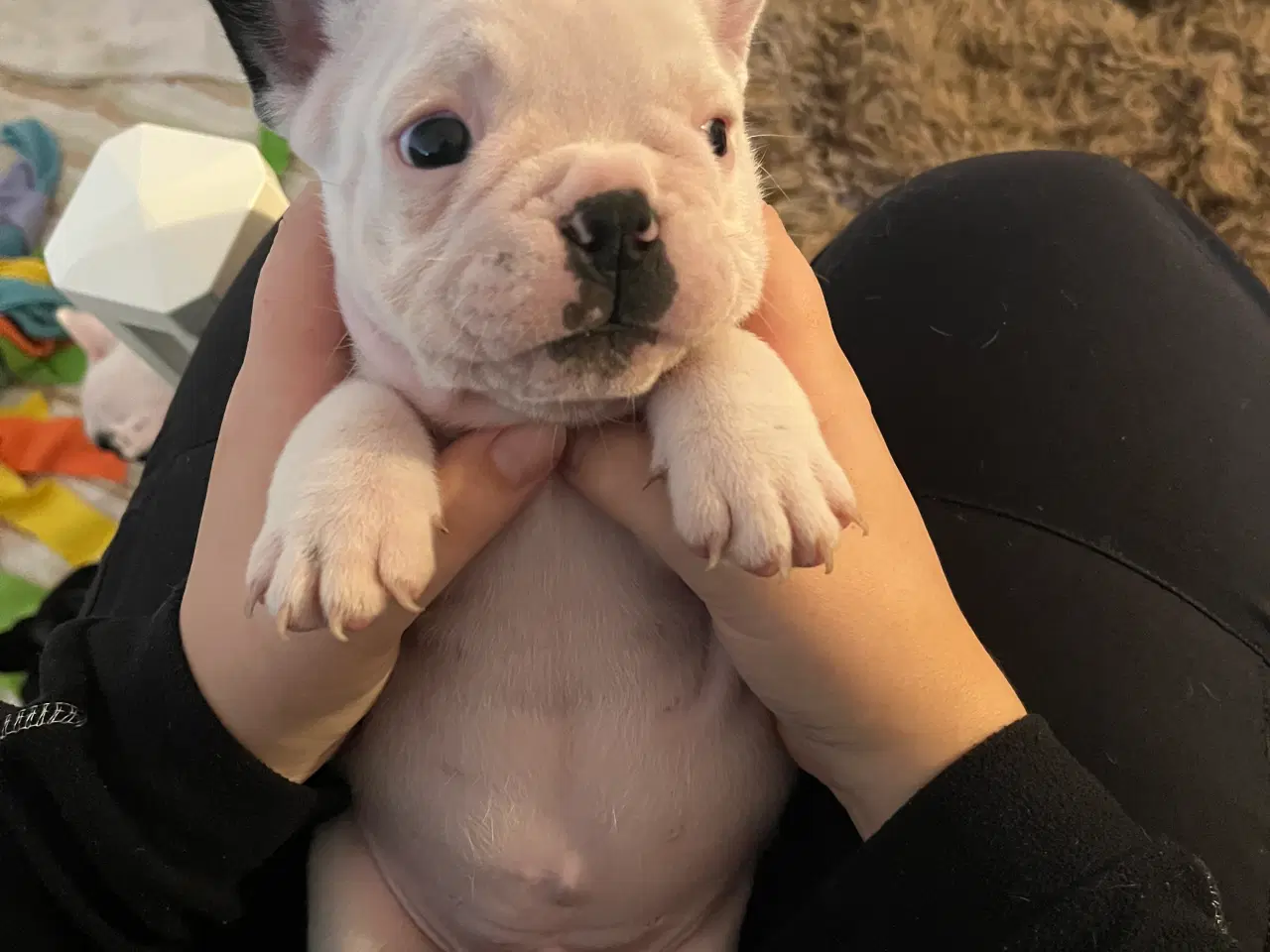 Billede 7 - Fransk bulldog hvalp med stamtavle