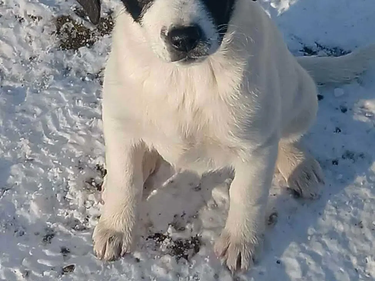 Billede 3 - Skønneste Muriel søger sin egen familie