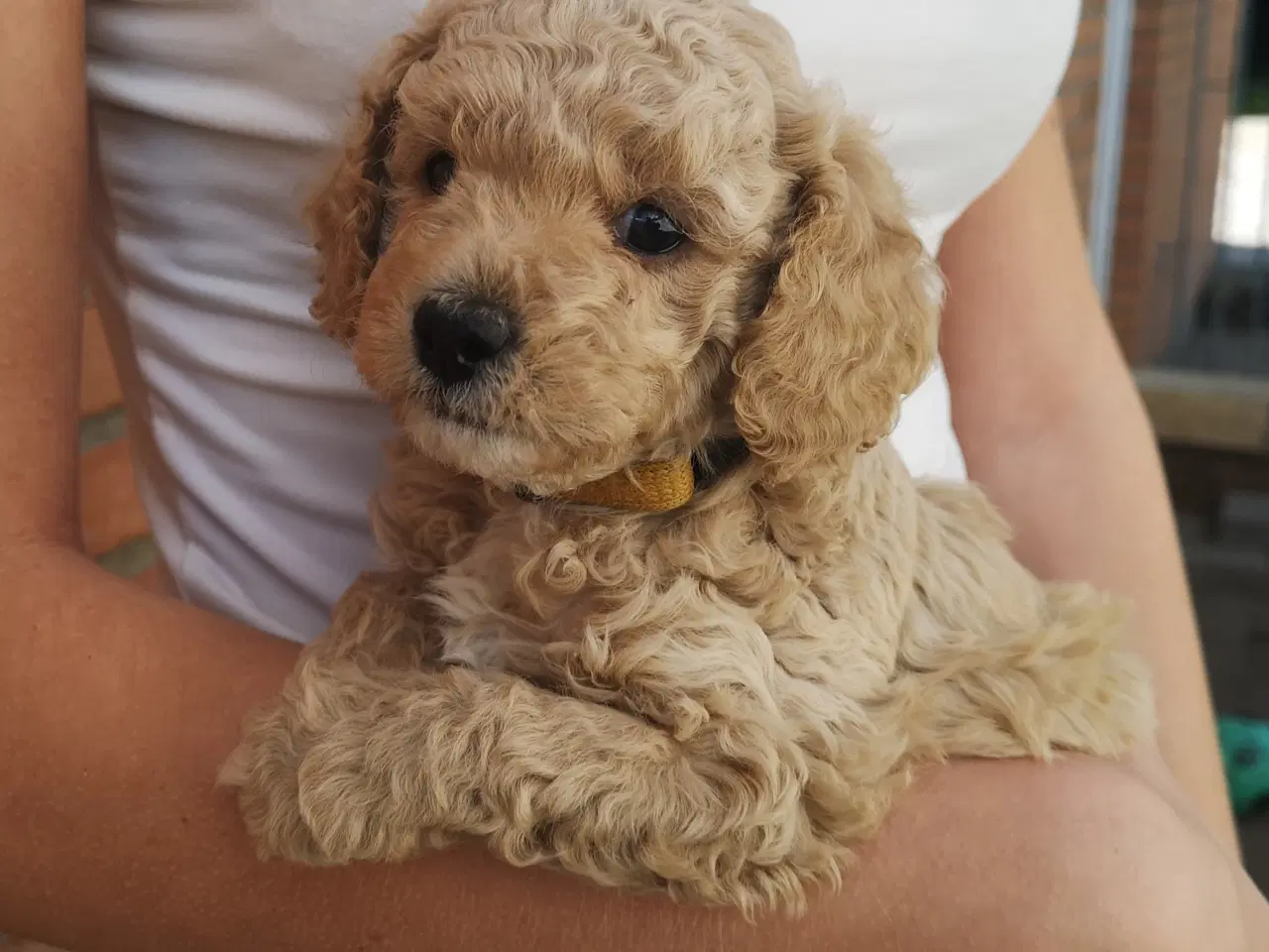 Billede 2 - Cavapoo hvalp