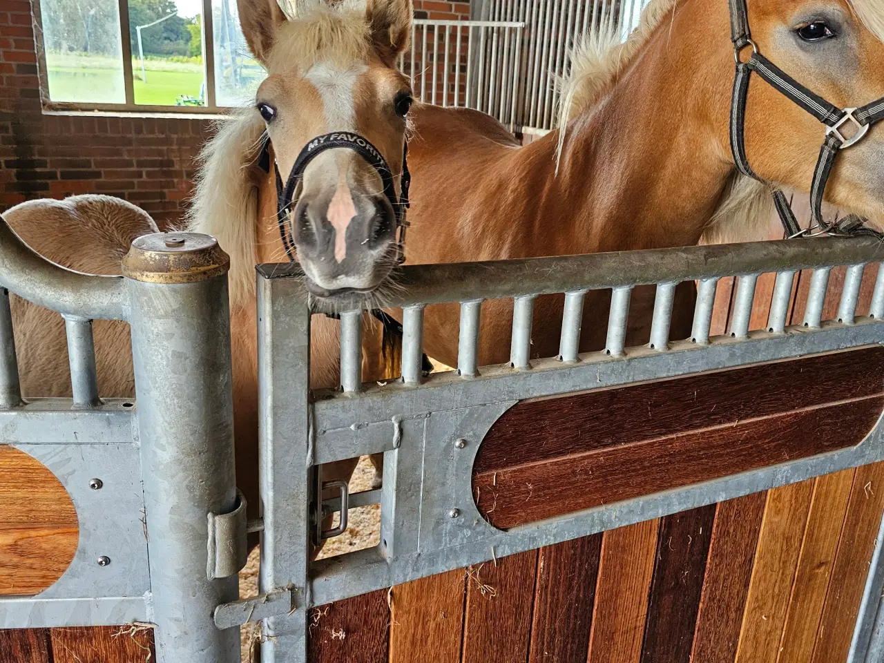 Billede 2 - Haflinger 1 års vallak