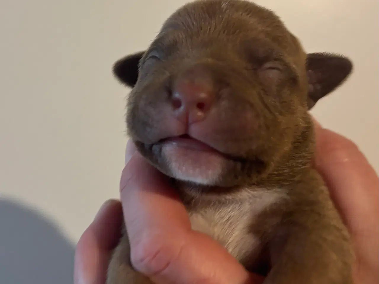 Billede 7 - American bully