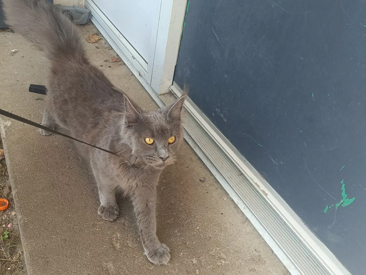Billede 6 - Maine coon pige