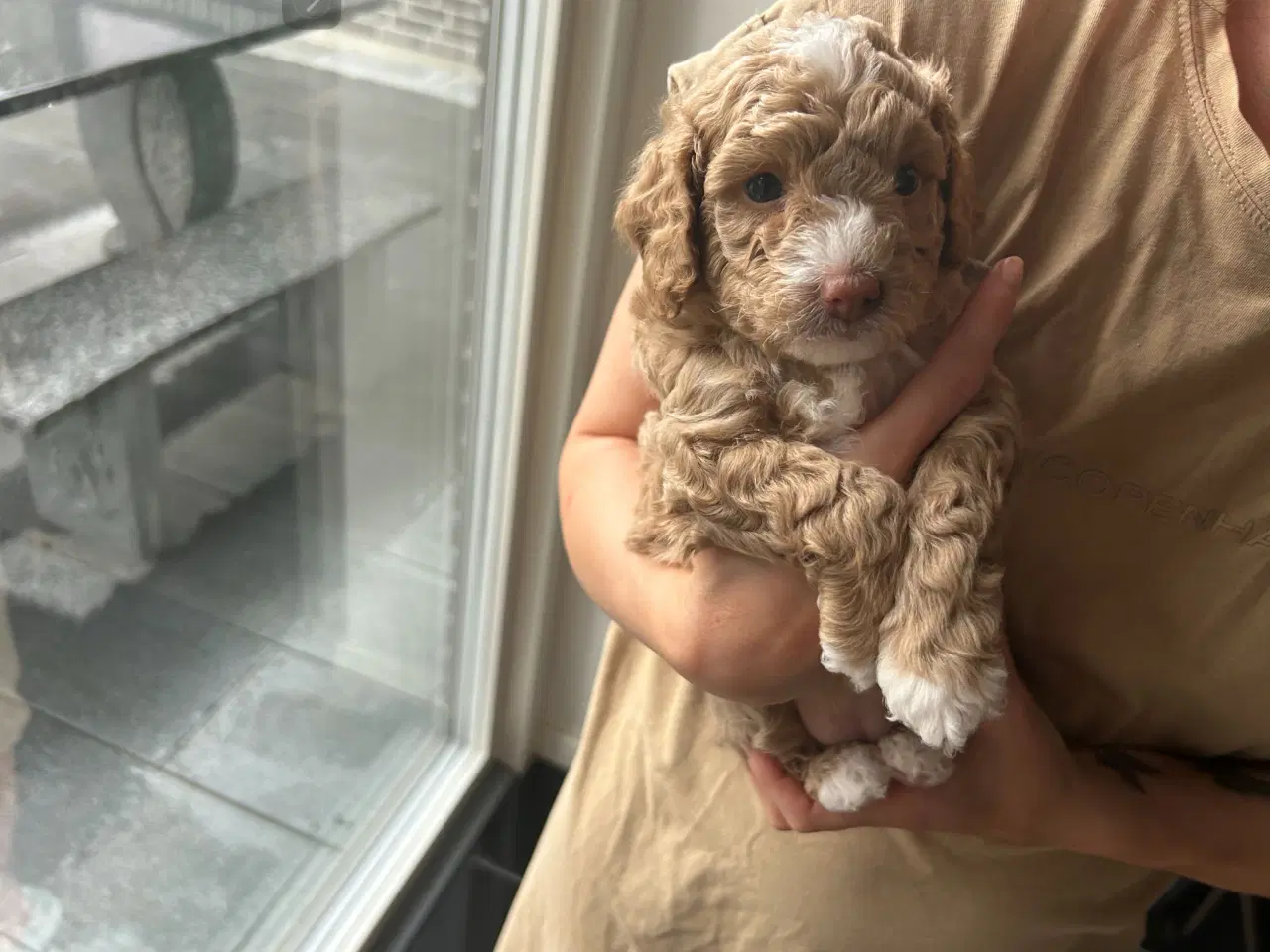 Billede 13 - Vores 2 dværgpuddel har fået 3 hundehvalpe 