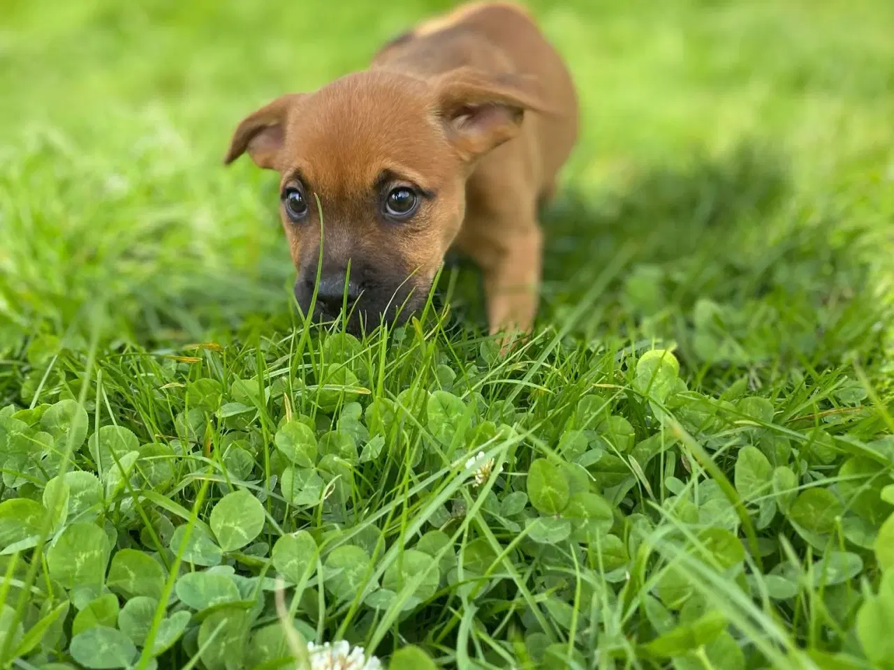 Billede 16 - Blanidning hundehvalpe sælges