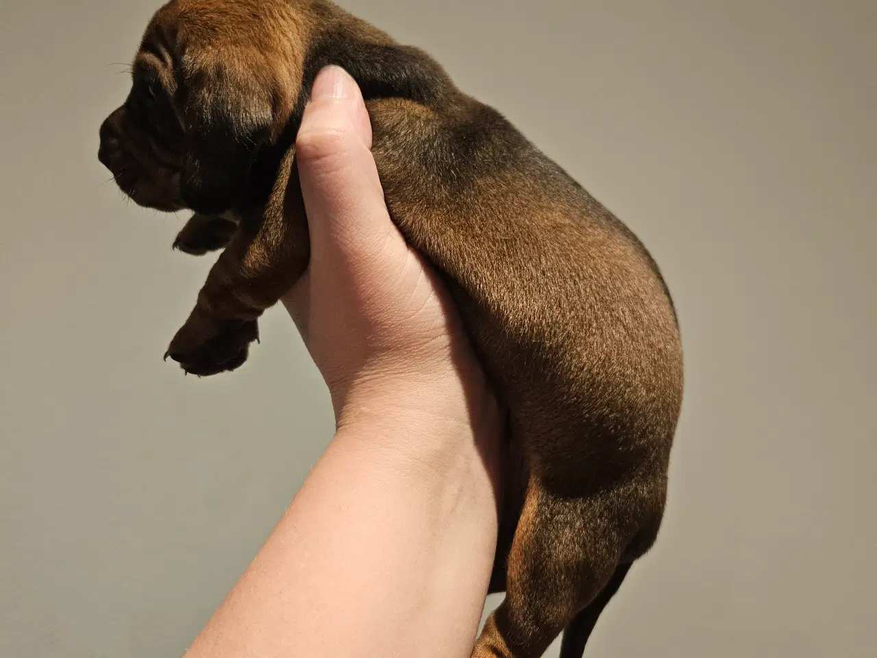 Billede 11 - Gravhundehvalpe 