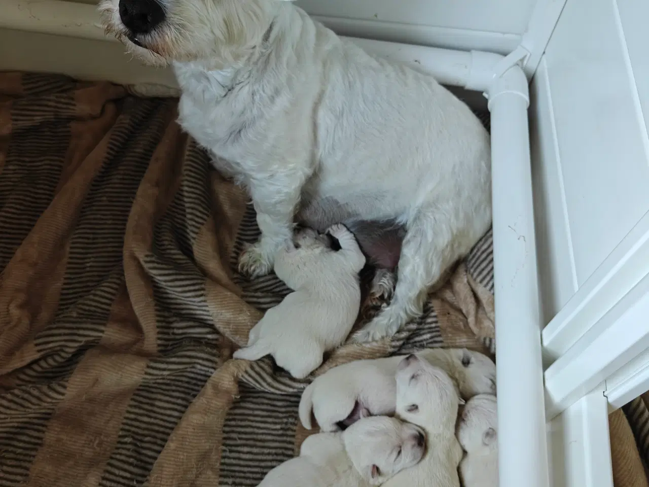 Billede 3 - Westie hvalpe 