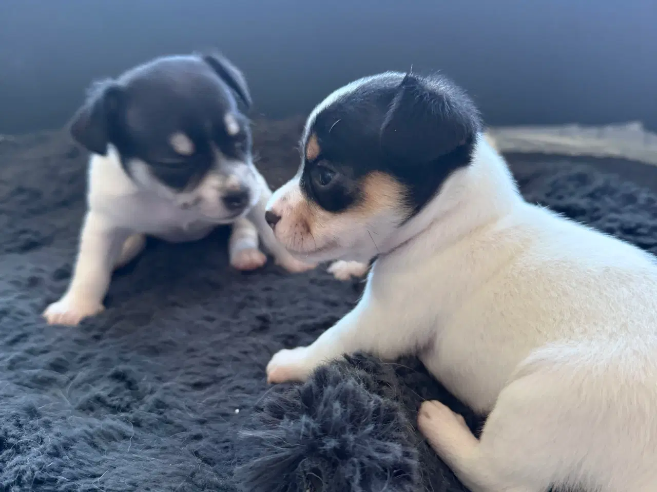 Billede 5 - Mini Pomaranin/papillon 