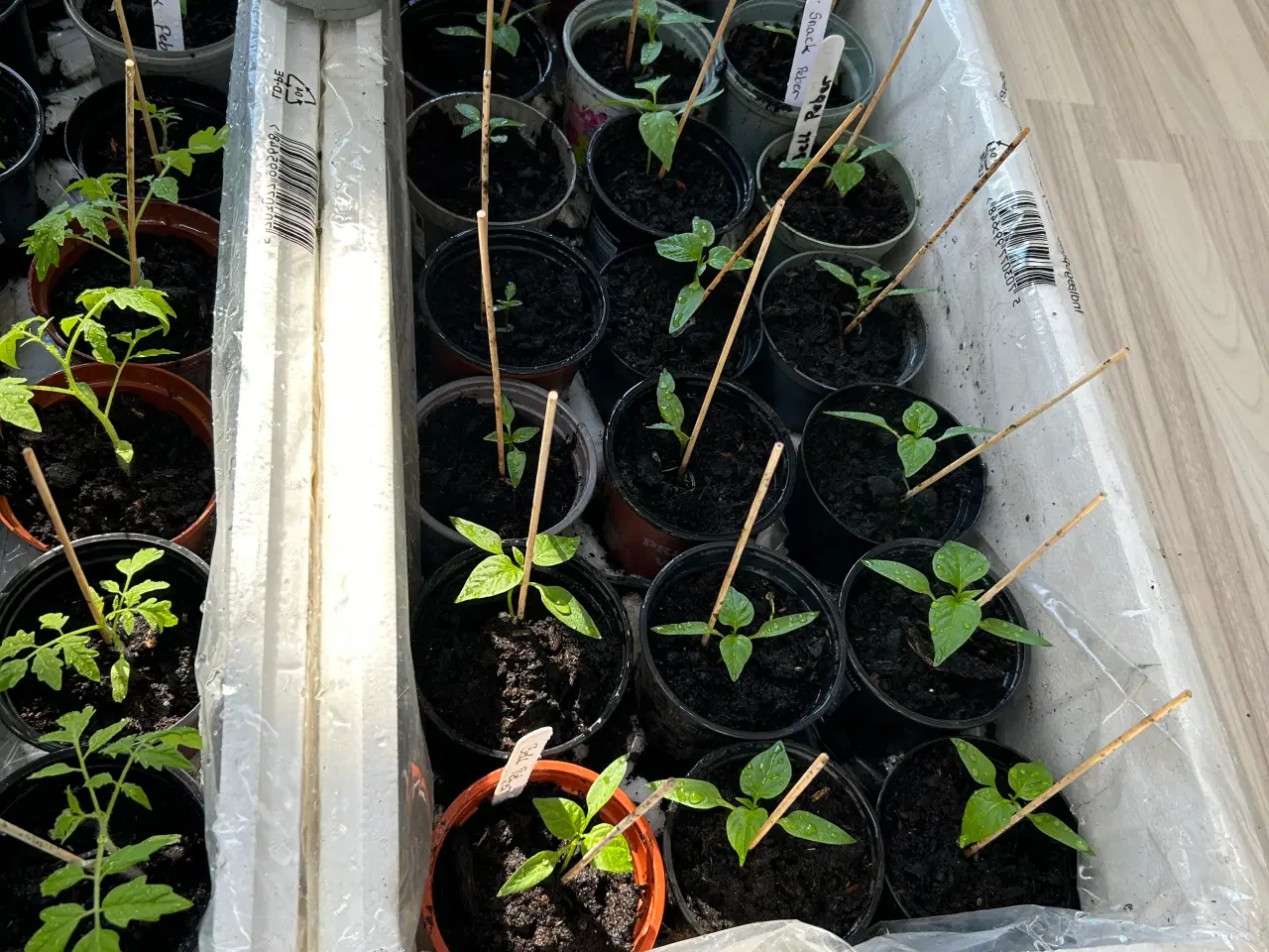 Billede 4 - Tomat og peberfrugt planter 