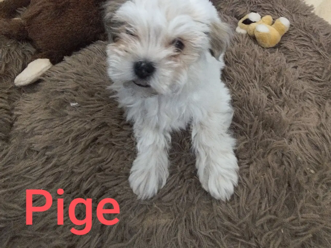 Billede 3 - Havanais hvalpe 