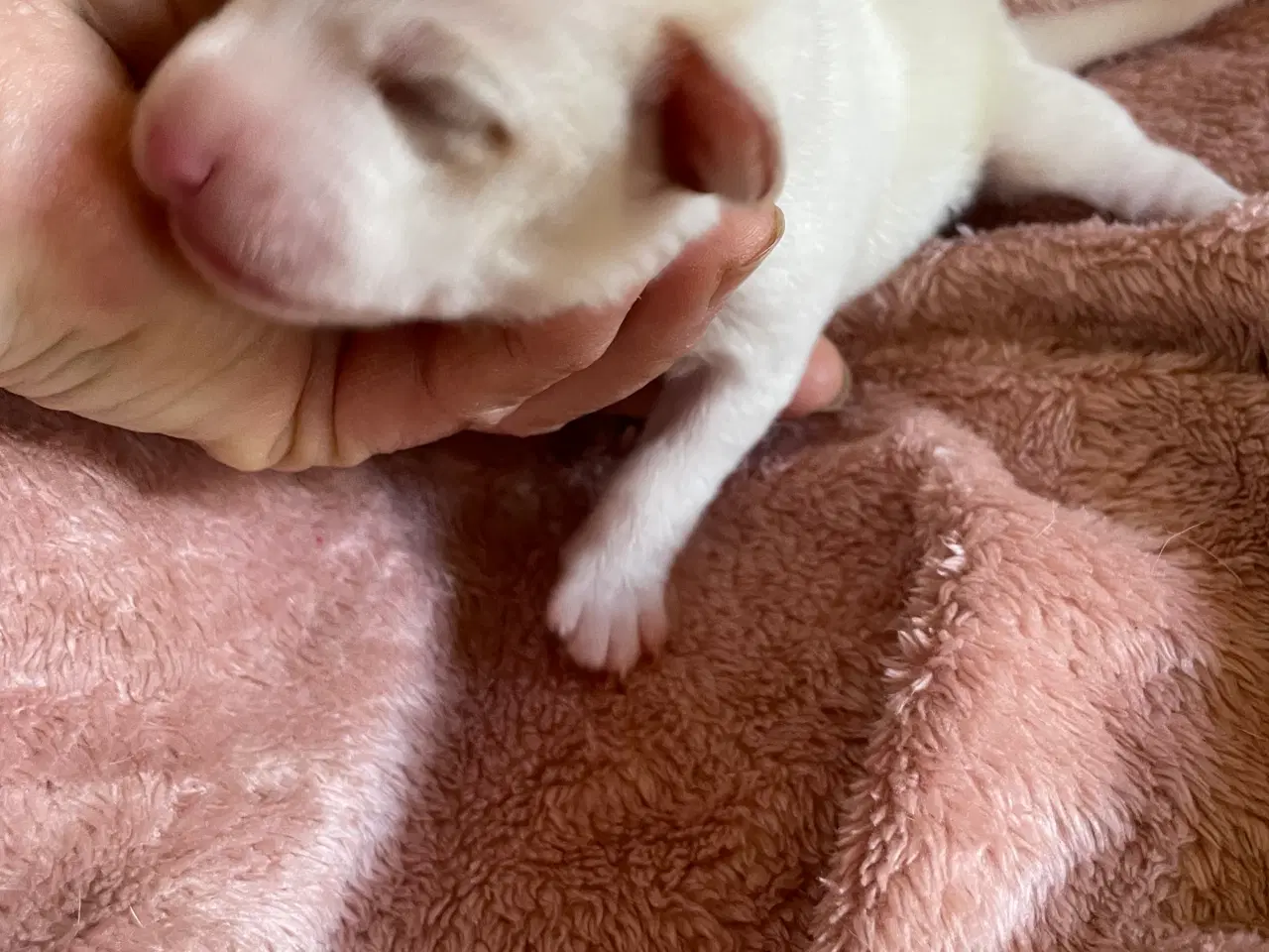 Billede 7 - Dansksvensk gårdhunde hvalpe 