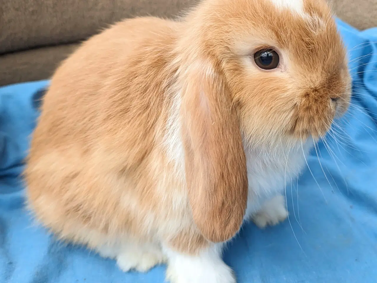 Billede 5 - Minilop kaninunge sælges