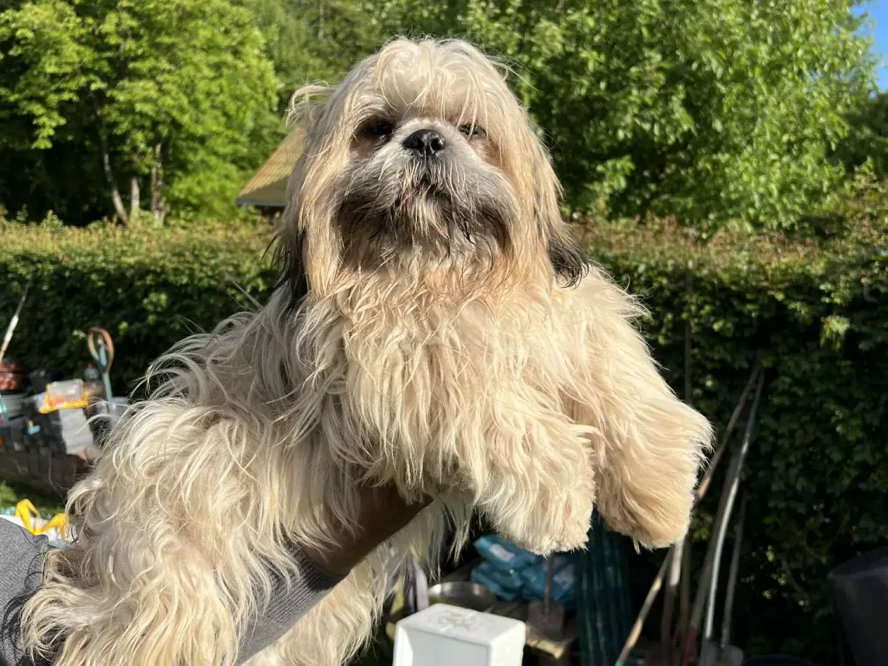 Billede 1 - Lhasa Apso Stueopdræt