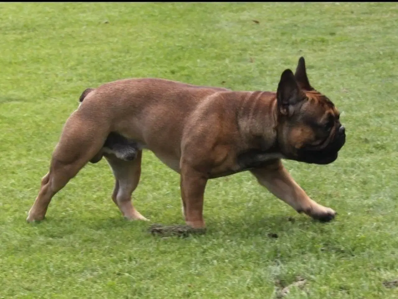 Billede 5 - Fransk Bulldog, Hanhund, 2 år 