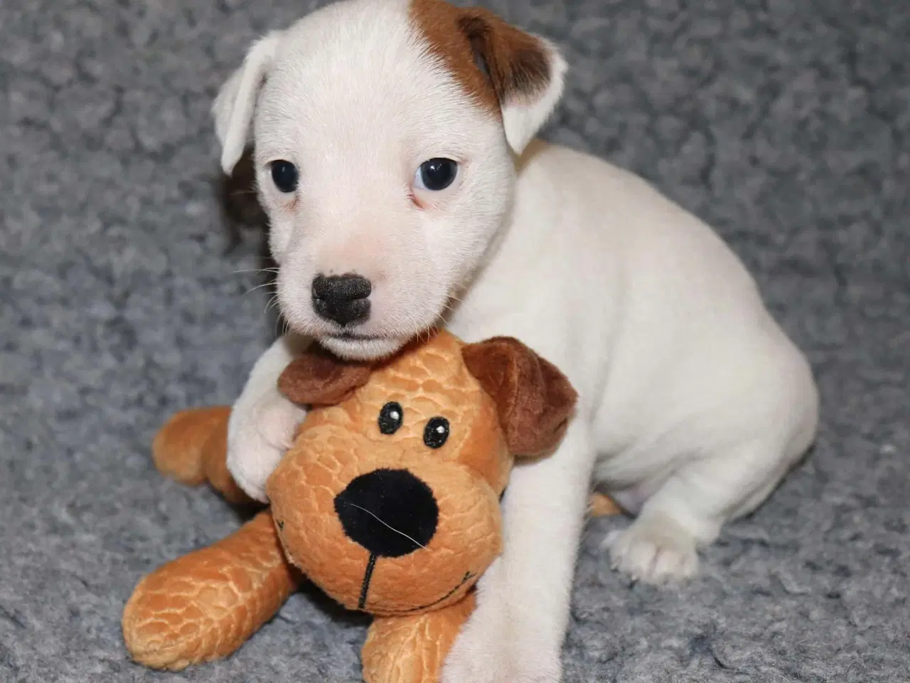 Billede 7 - Parson Jack Russell terrier hvalpe