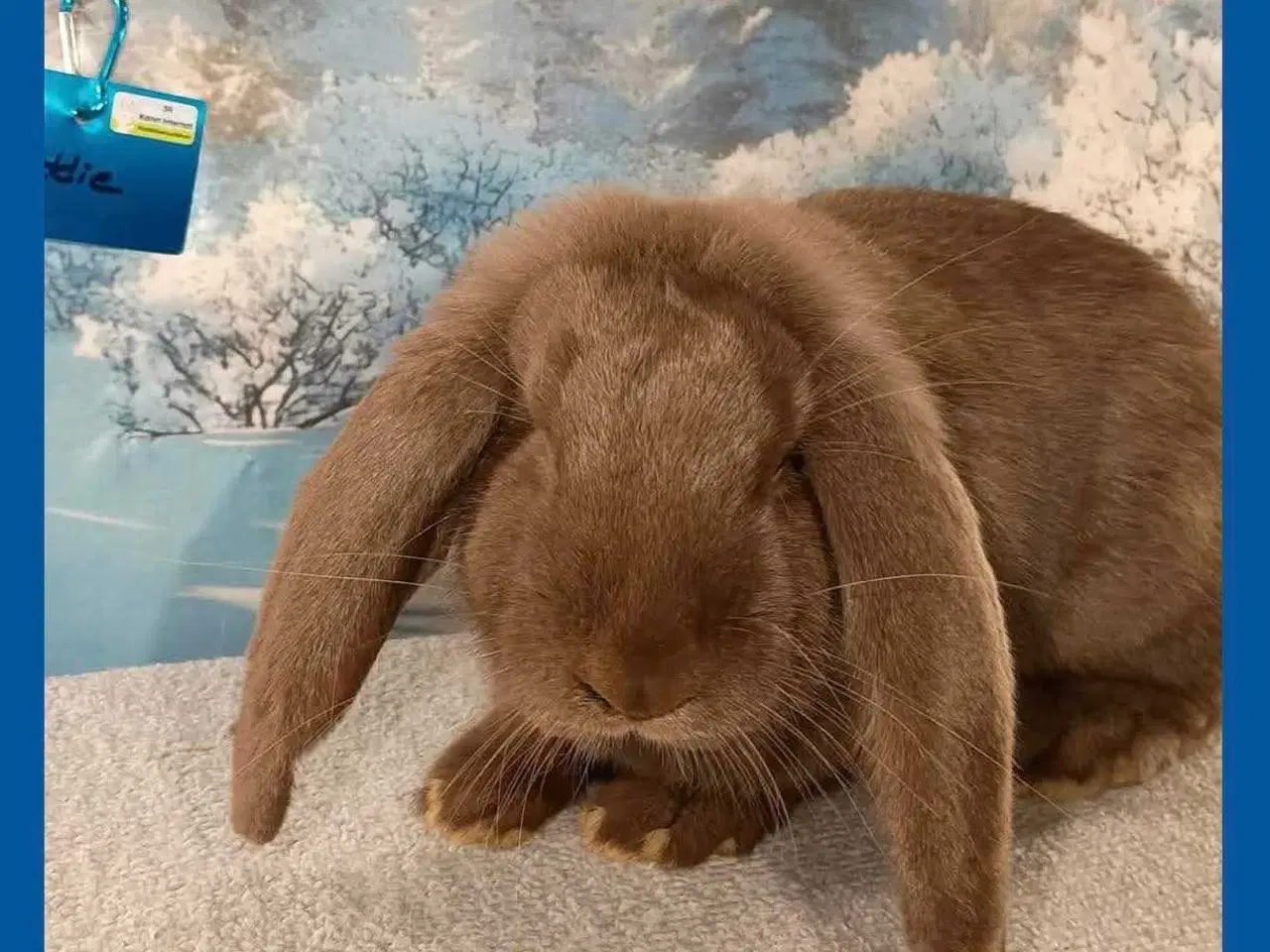 Billede 1 - Vaccineret han fransk væddere kanin dreng