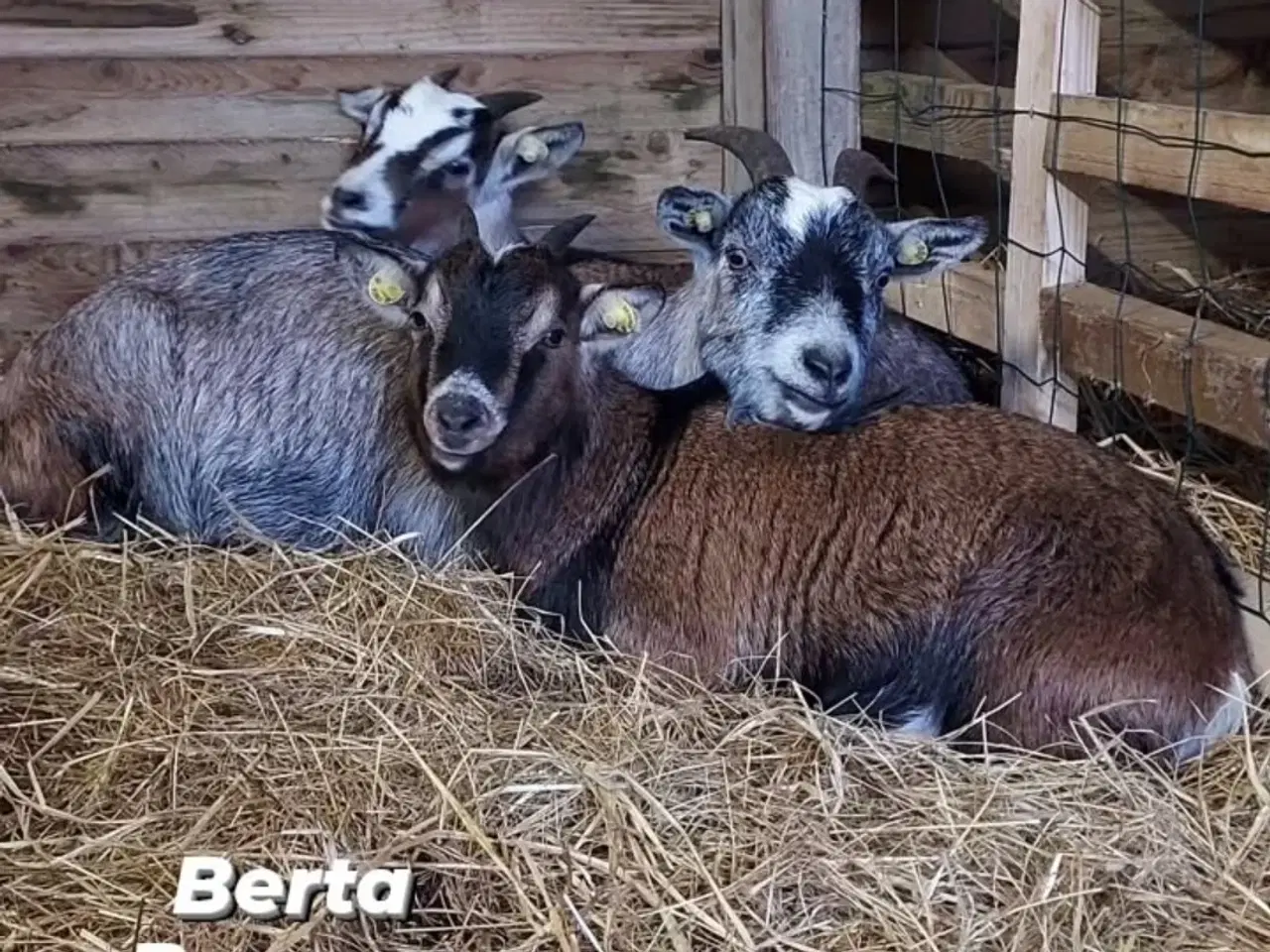 Billede 8 - Geder sælges 