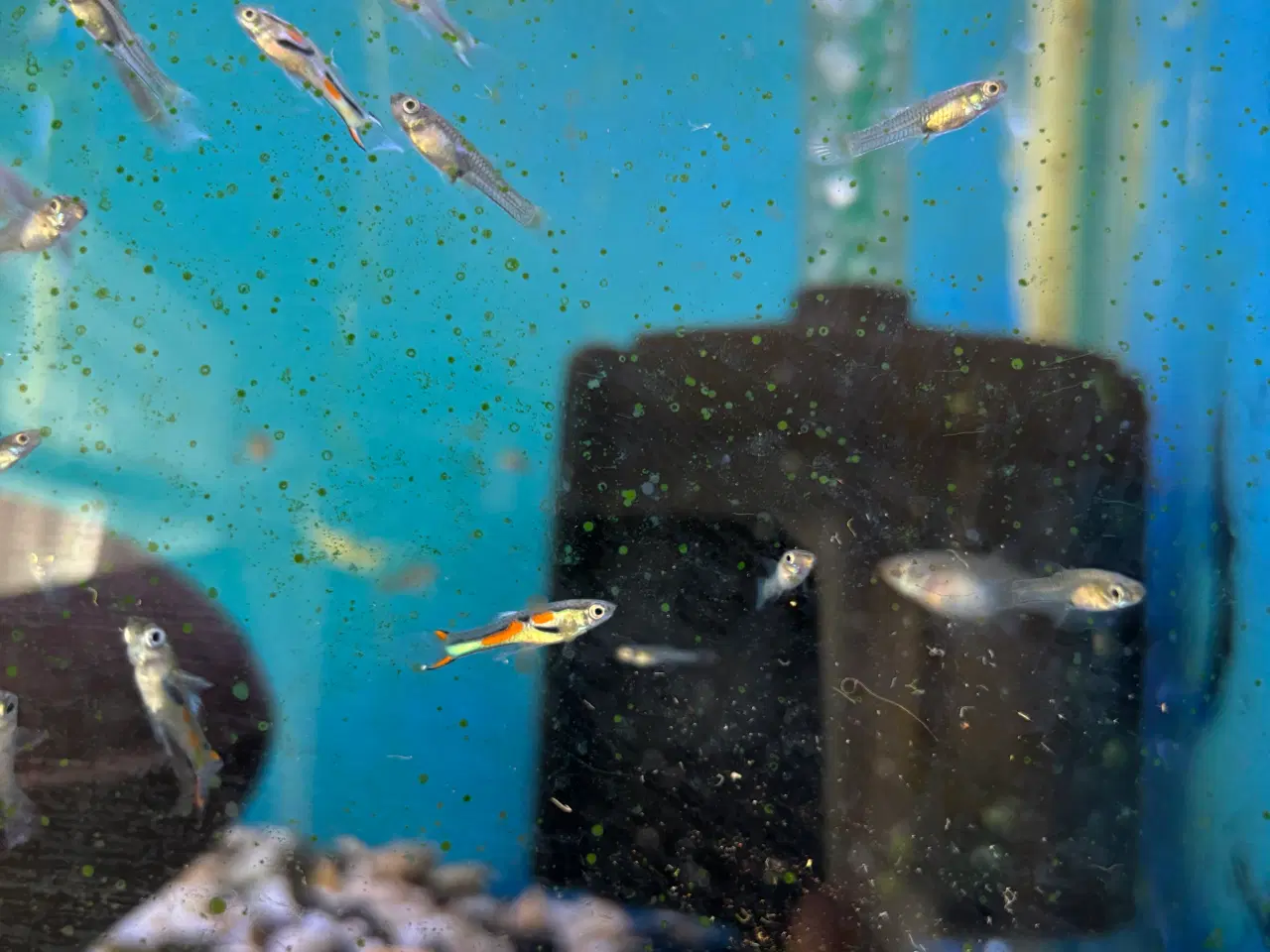 Billede 4 - Guppy