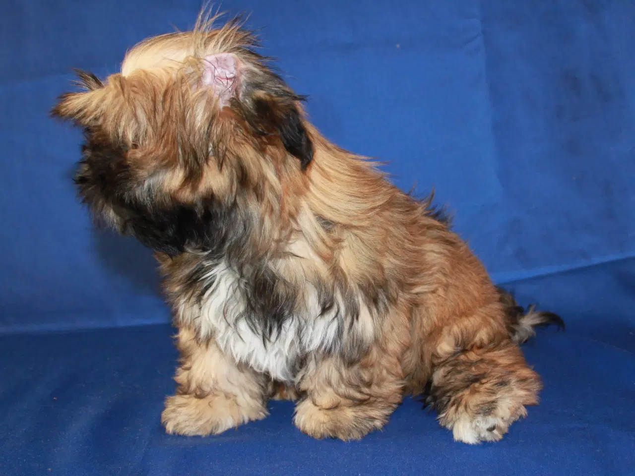Billede 9 - Lhasa Apso hvalpe