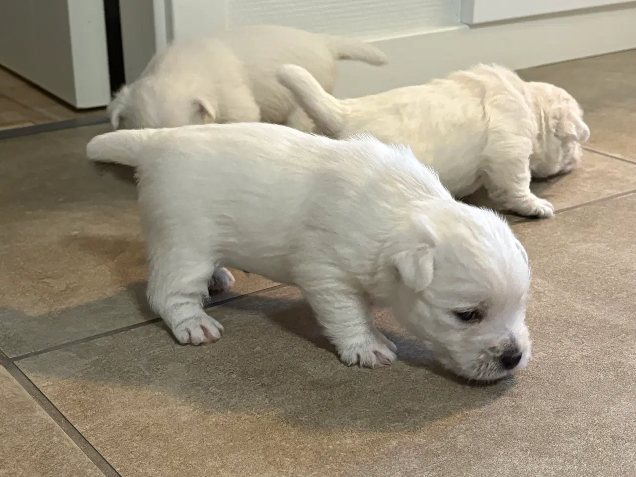 Billede 8 - West Highland White Terrier hvalpe til salg