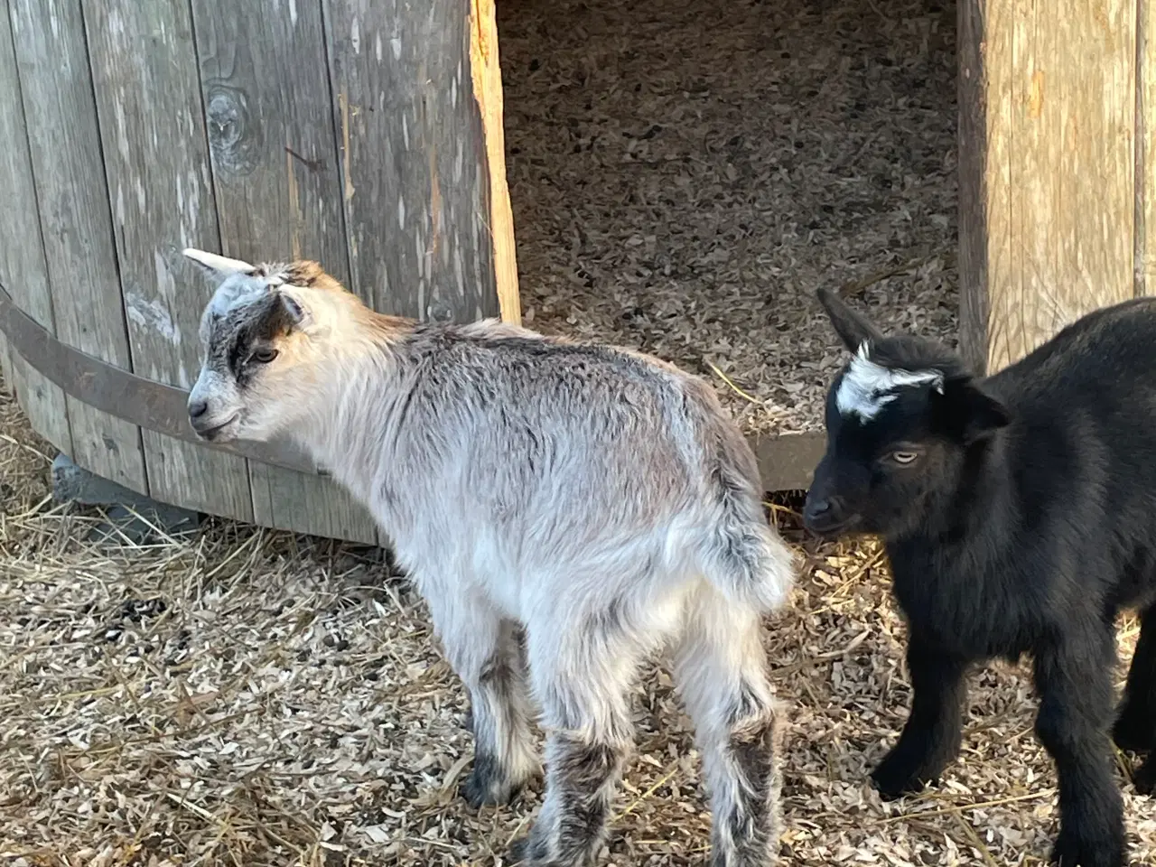 Billede 2 - Dværgged  m 2 kid