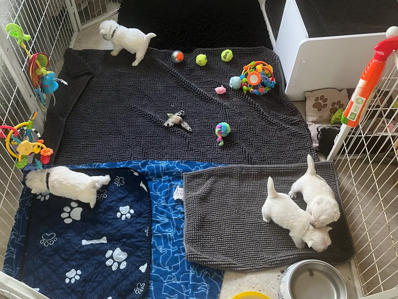 Billede 3 - West highland White terrier