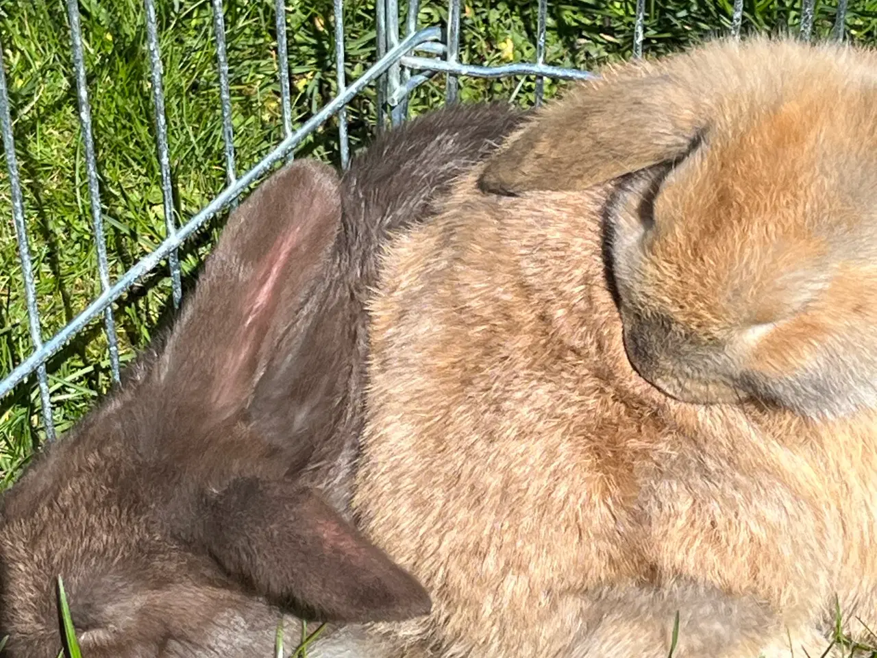 Billede 4 - 2 dværgvædder kaniner + tilbehør