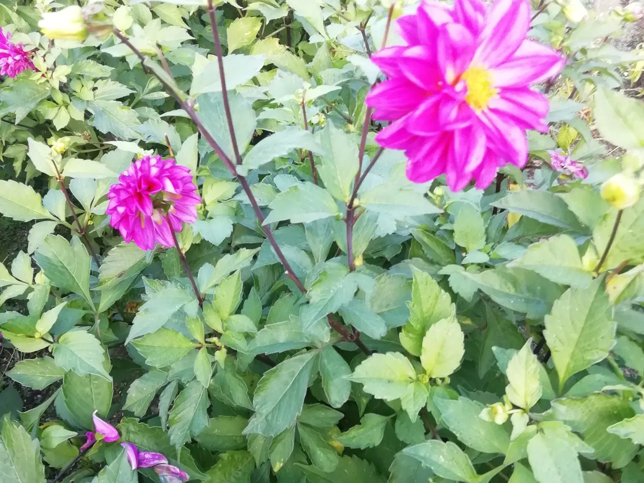 Billede 3 - Georgine Dahlia i blok med mange knolde.