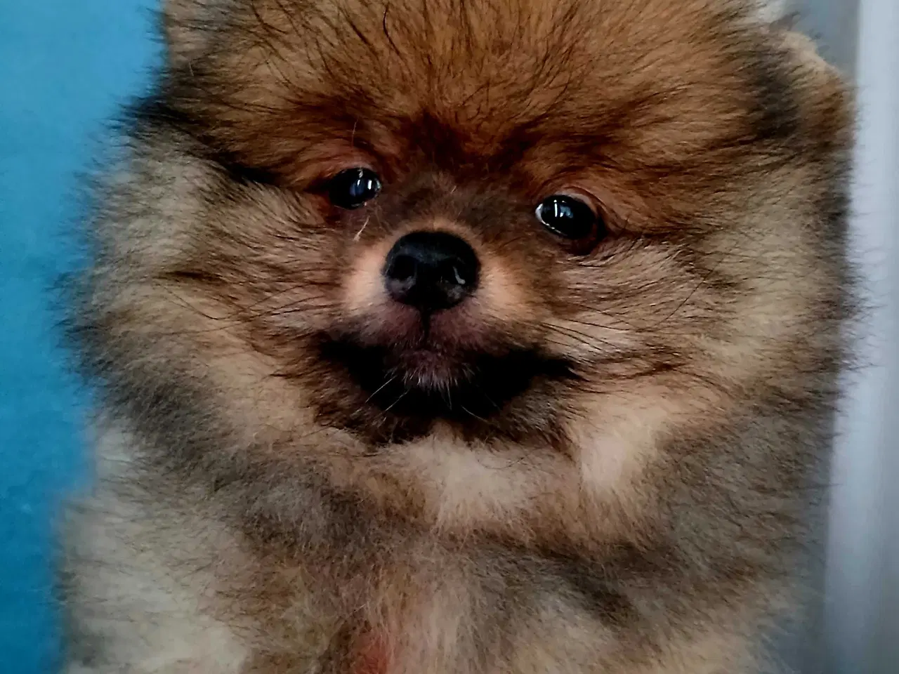 Billede 2 - Pomeranian dreng 