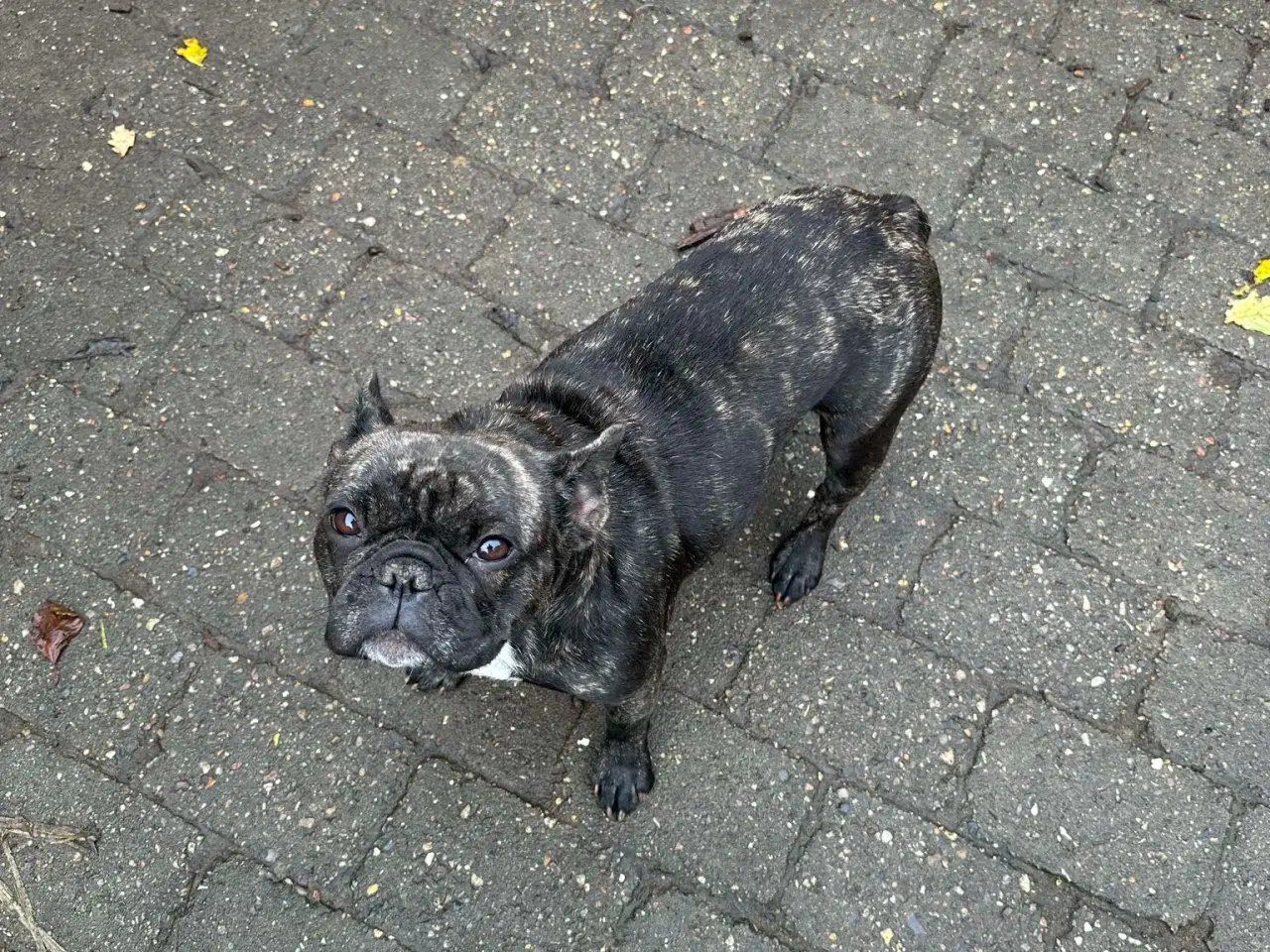 Billede 16 - Fransk bulldog brindle/ blå