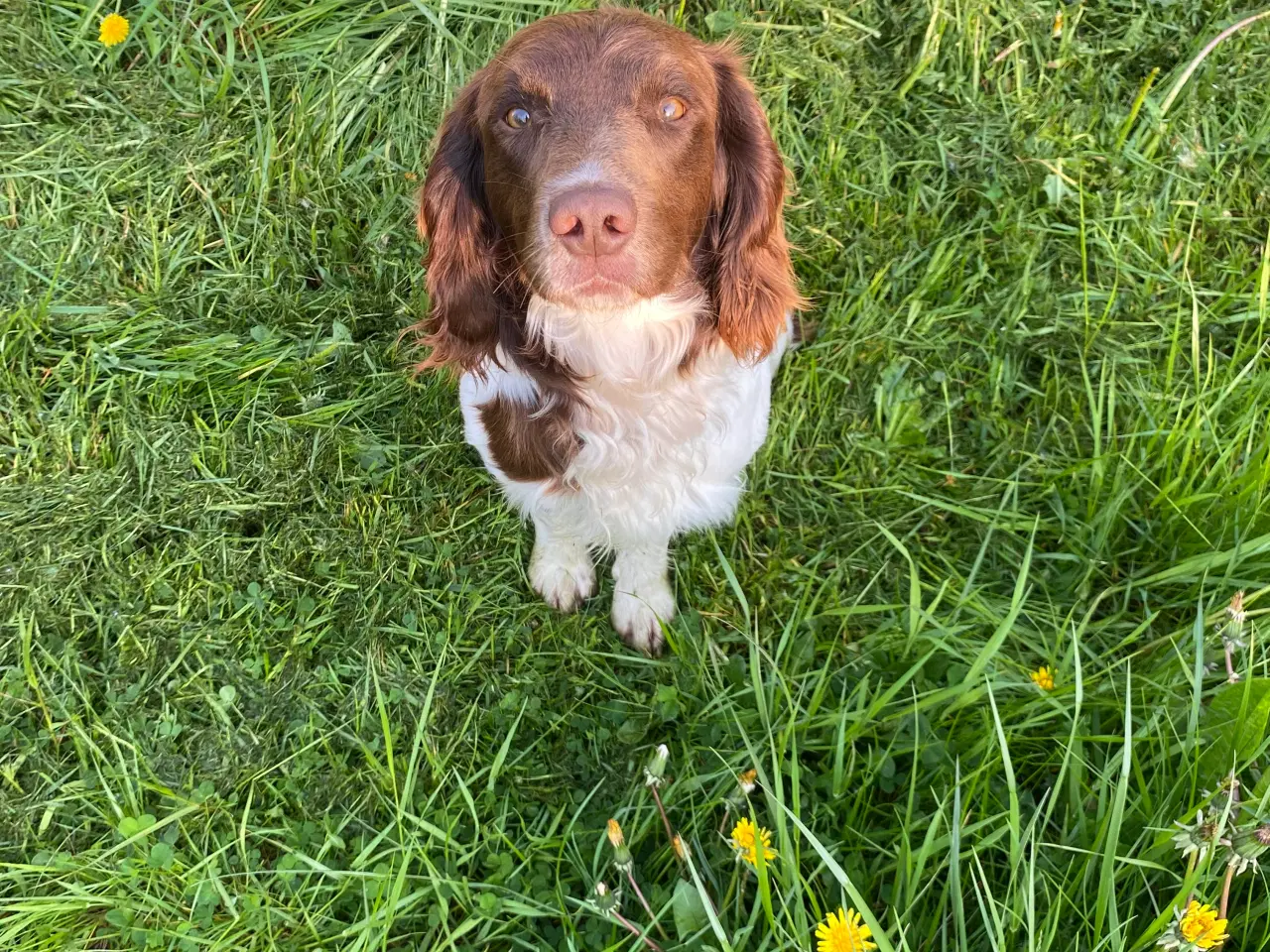 Billede 1 - Springer Spaniel