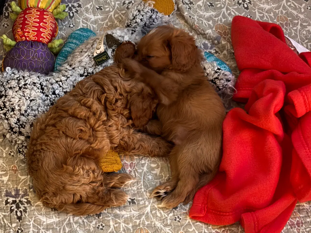 Billede 5 - Skønne Cavapoo hvalpe 