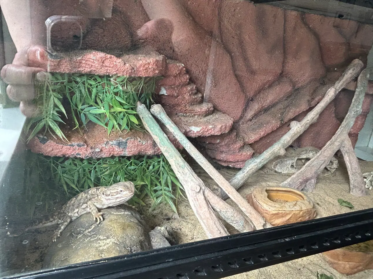 Billede 6 - Dværg skægagame med terrarium og tilbehør