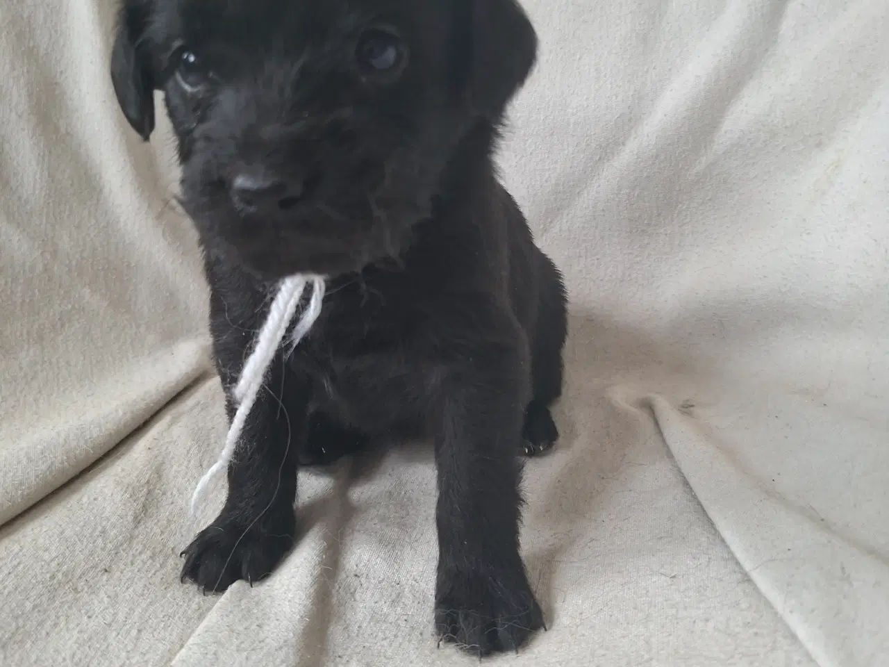 Billede 3 - Skøn familie hund blanding 