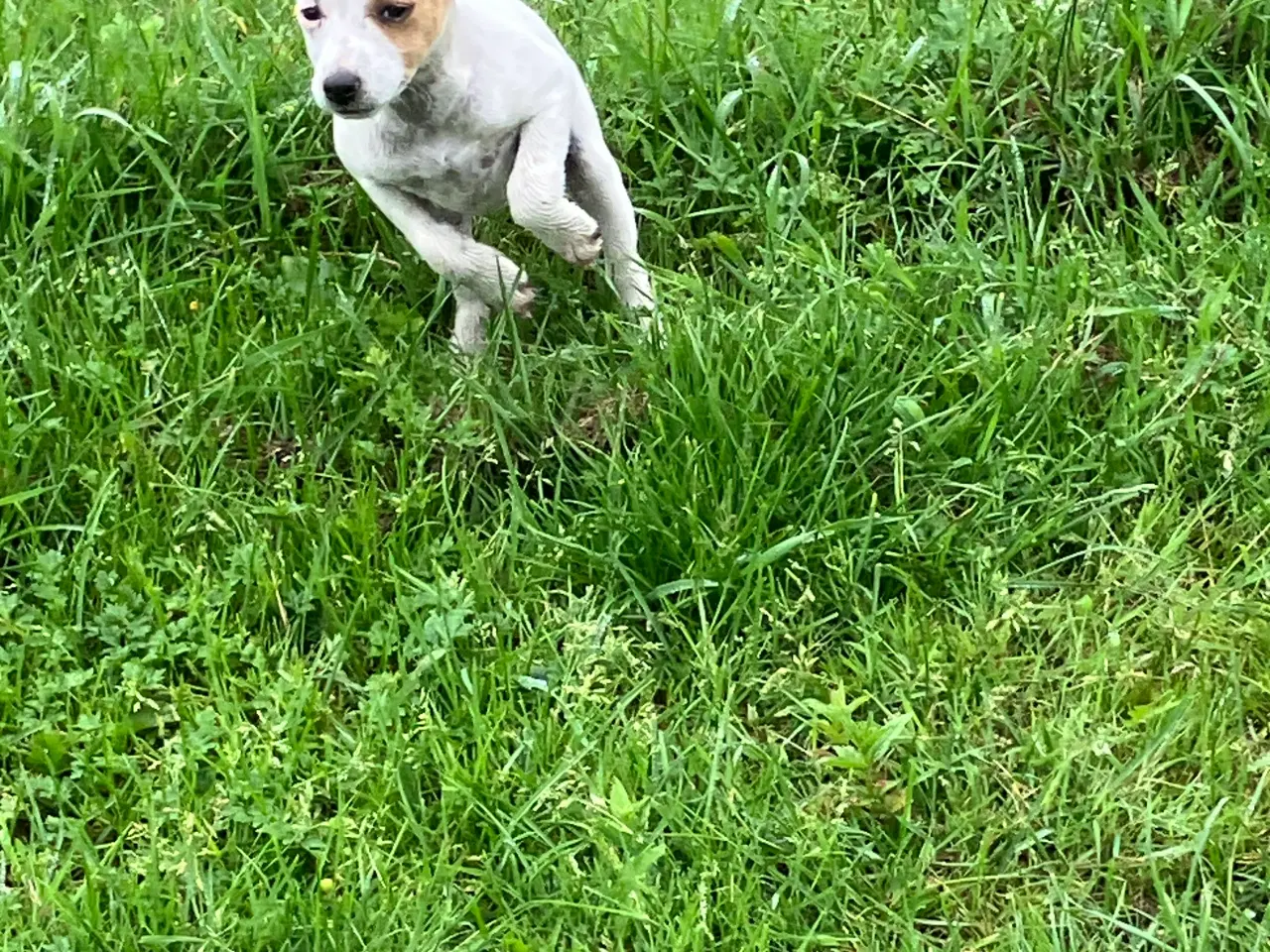 Billede 3 - Dansk Svensk Gårdhund
