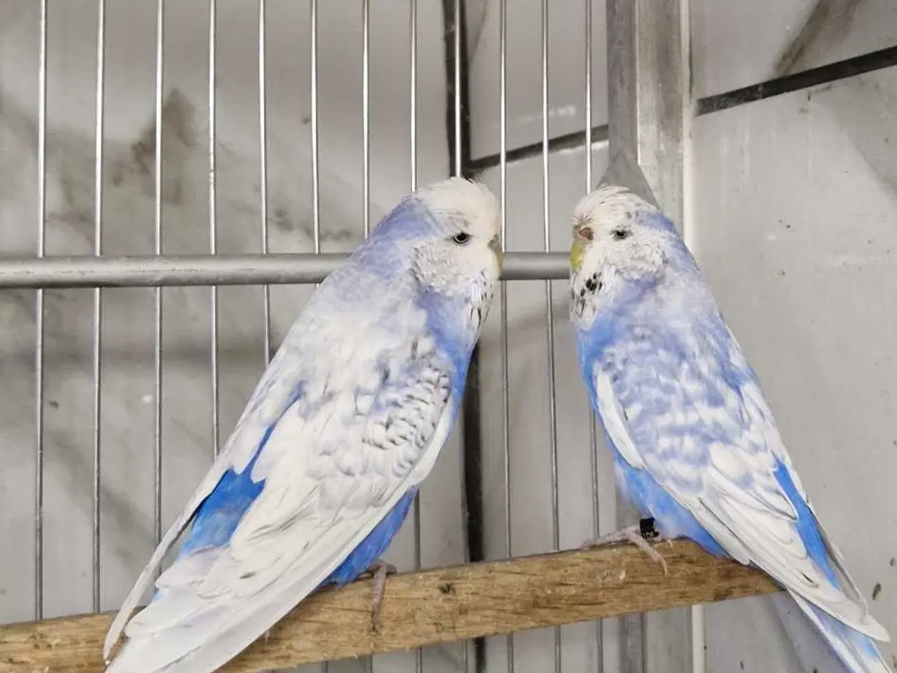 Billede 1 - Engelsk undulat hunner