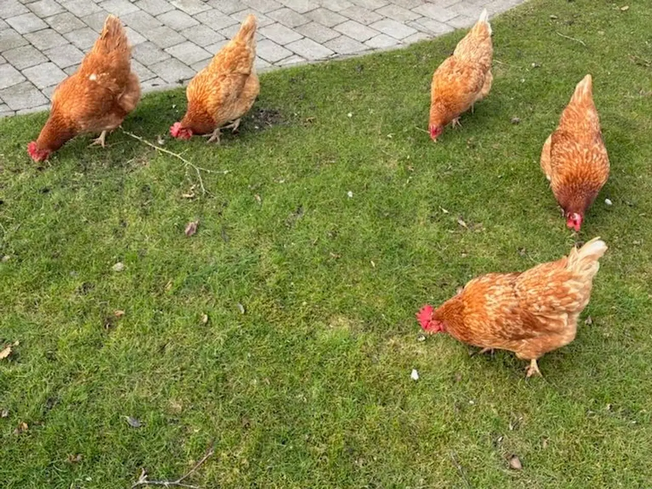 Billede 1 - Høns som lige har fældet 3;5 årprisen er pr stk👍