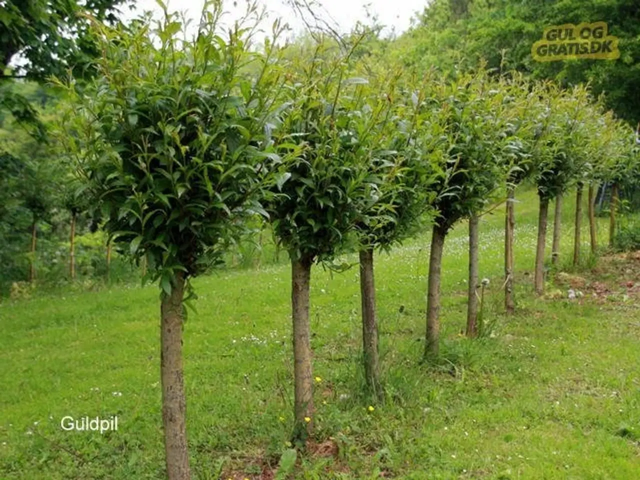 Billede 3 - Pilestiklinger til levende hegn/hæk 2026