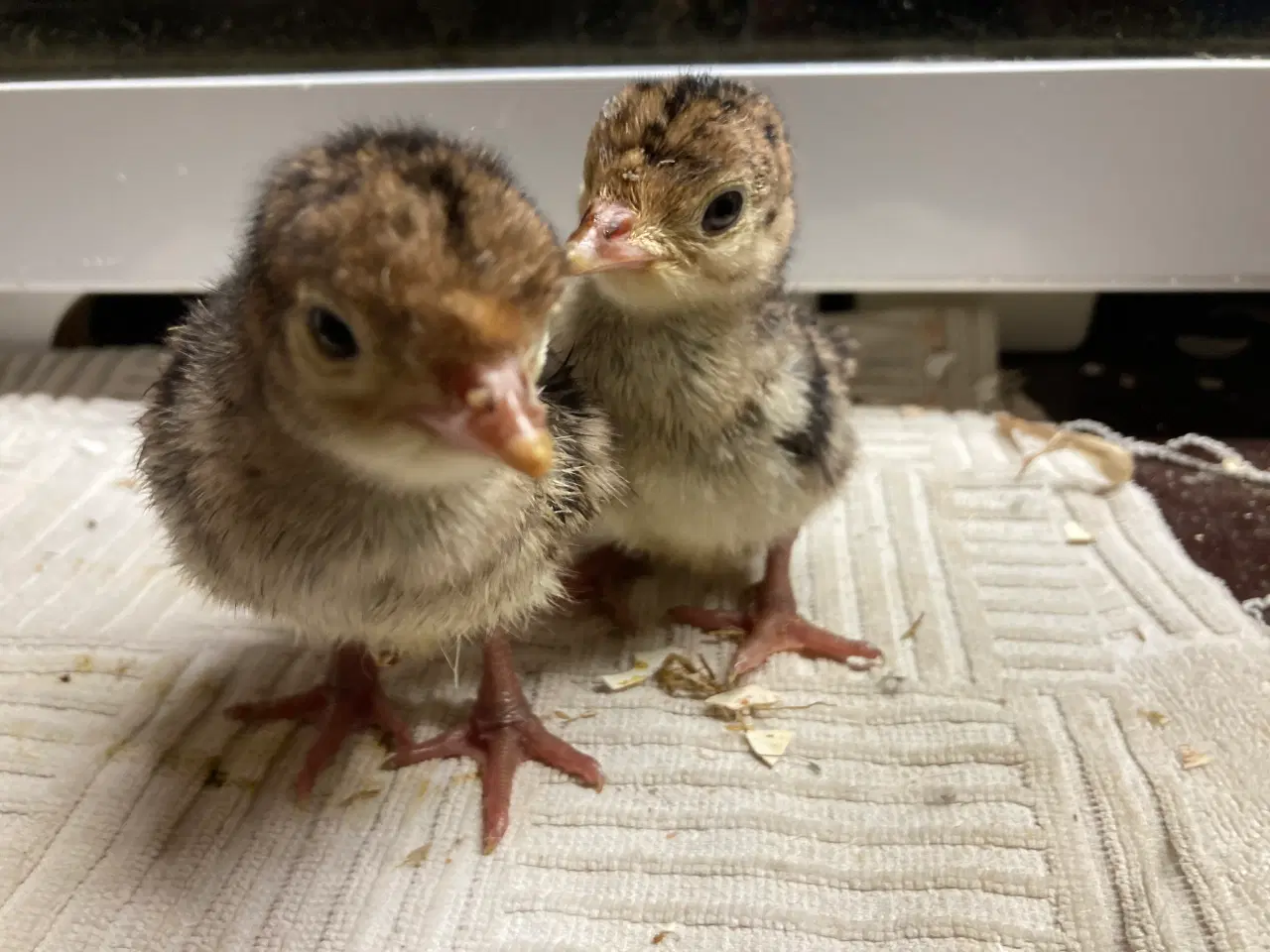 Billede 3 - Bronzefarvet kalkunkyllinger