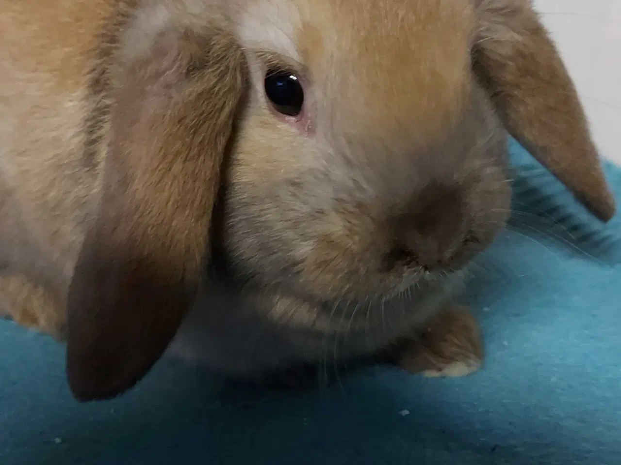 Billede 1 - To skønne dvægvædder unger 