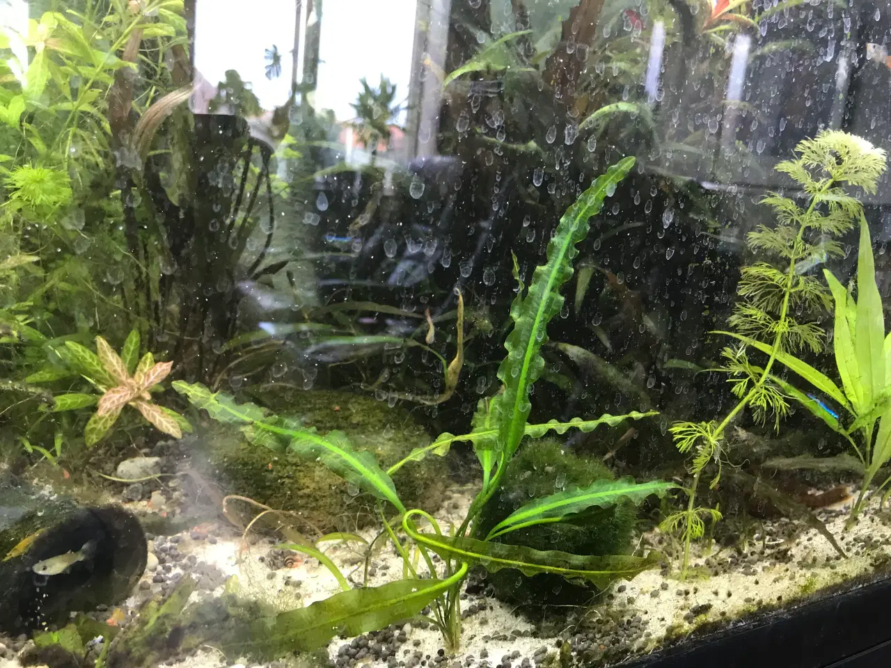 Billede 10 - Akvarie planter, 2stk.