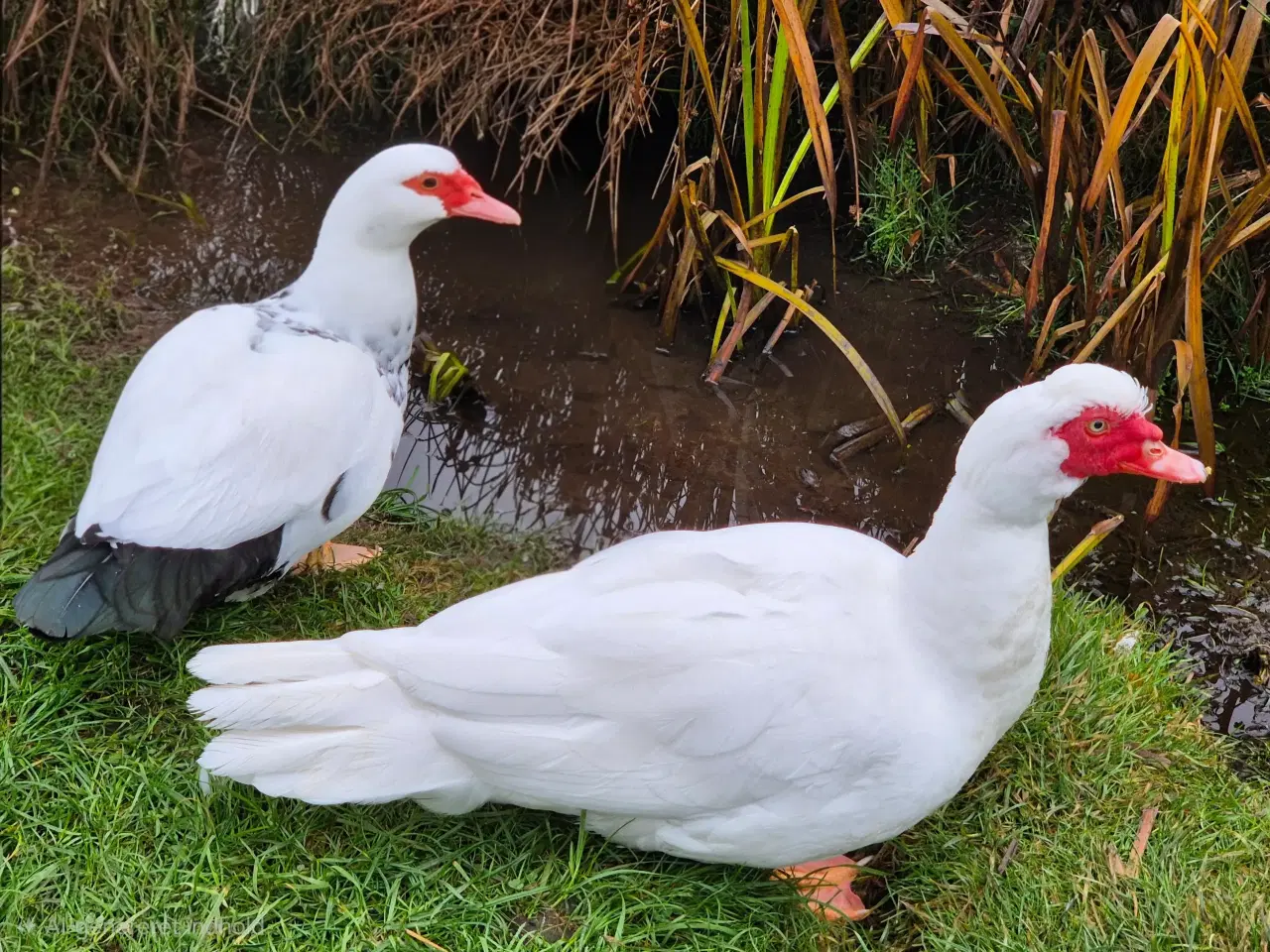 Billede 2 - Moskus ande par sælges