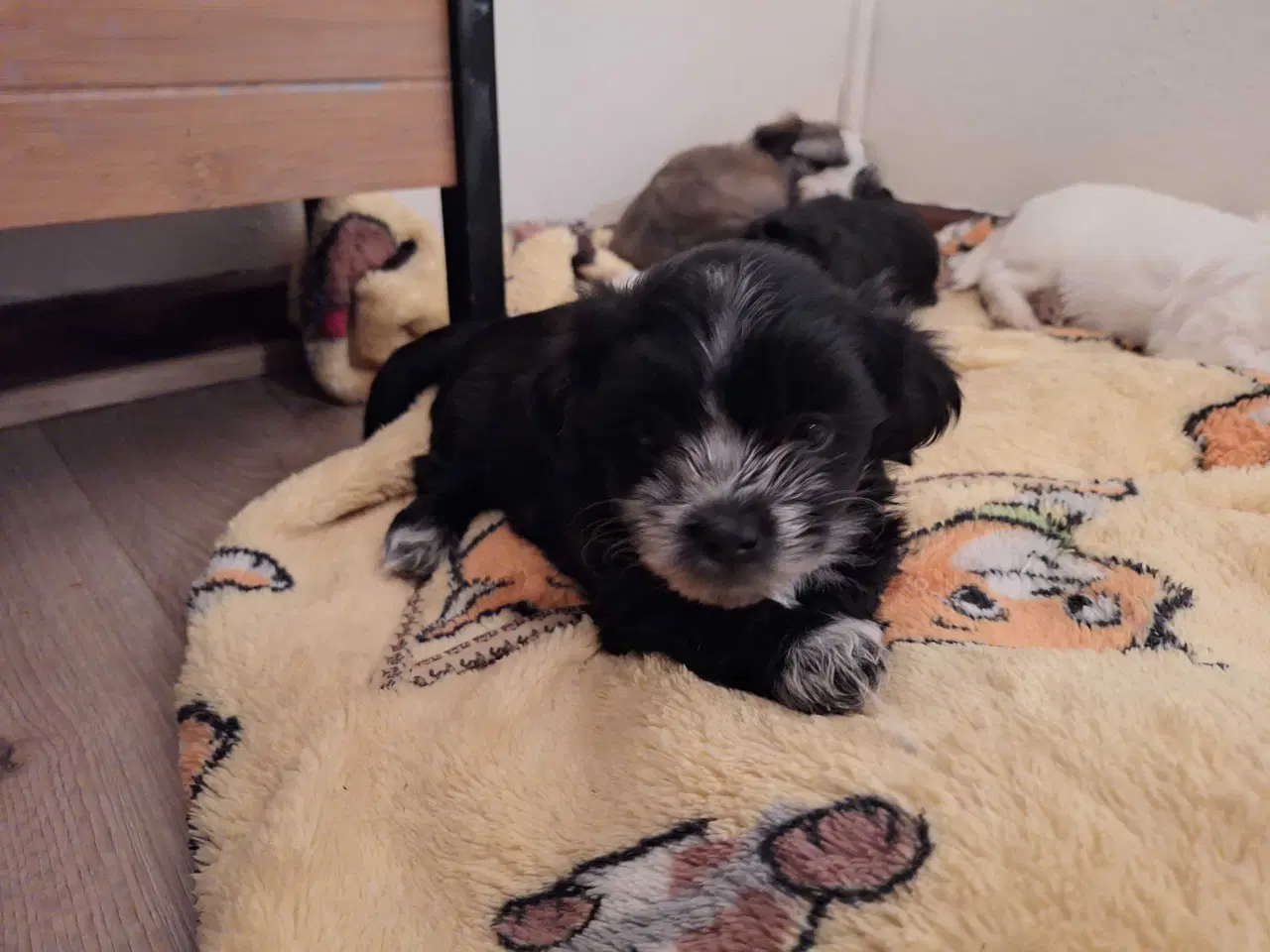 Billede 6 - Lhasa apso / malteser