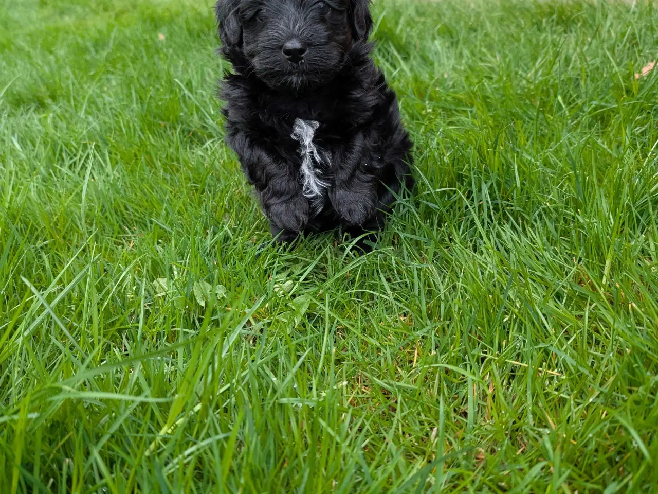 Billede 10 - Rumle og børste - Maltipoo