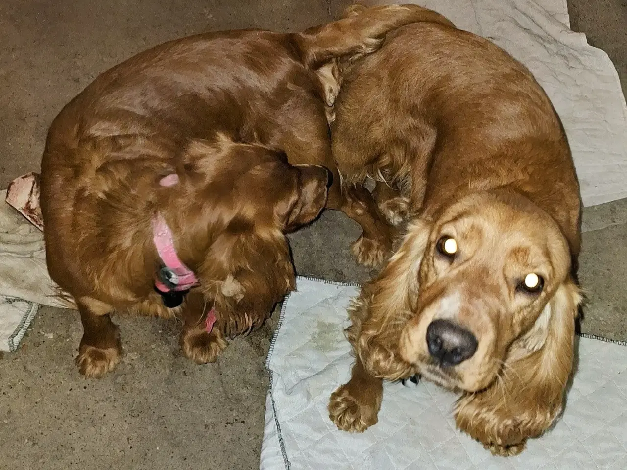 Billede 3 - Cocker spaniel hvalpe